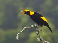 A regent bowerbird in Australia