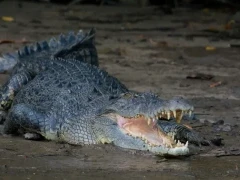 Saltwater crocodile in Australia.