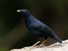 A satin bowerbird in Australia