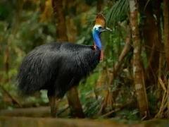 Southern cassowary in Australia