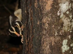A striped possum in Australia