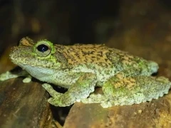 A tree frog in Australia