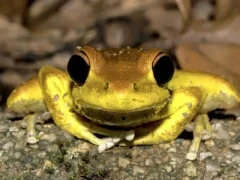A yellow tree frog in Australia