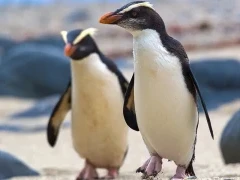 A pair of Fiordland crested penguins in New Zealand.