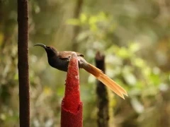 Black sicklebill in Papua New Guinea
