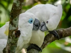 Blue-eyed cockatoo in Papua New Guinea