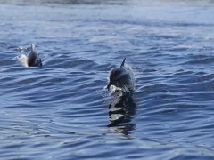 Spinner dolphin in East New Britain, Papua New Guinea.