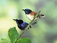 Emperor fairy wren in Papua New Guinea