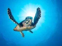 Hawksbill turtle in Papua New Guinea
