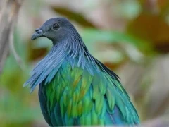 Nicobar pigeon in Papua New Guinea