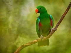 Papuan eclectus in Papua New Guinea