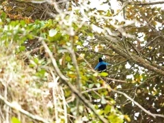 Superb bird of paradise in Rondon Ridge, Papua New Guinea.