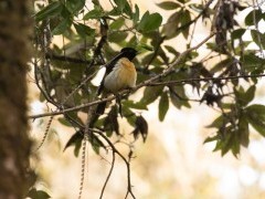 King-of-Saxony bird of paradise in Papua New Guinea.