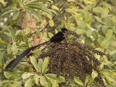 Ribbon-tailed asrapia bird of paradise in Papua New Guinea.