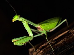 Stick insect in Papua New Guinea.