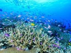 Reef scene in Papua New Guinea.