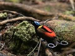 Wilson's bird of paradise in Papua New Guinea