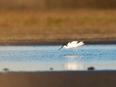 Pied avocet on a lake