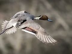 Pintail