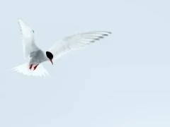 An Antarctic tern in flight, in Antarctica.