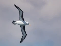 Black-browed albatross in Antarctica.