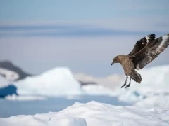 Brown skua in Antarctica.