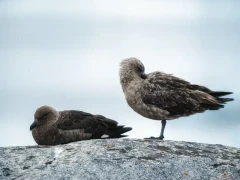 Brown skuas in Antarctica.