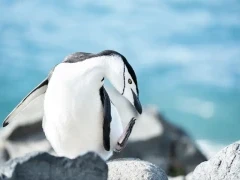 A chinstrap penguin in Antarctica.