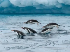 Gentoo penguins porpoising in Antarctica.