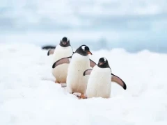 A trio of gentoo penguins walking, in Antarctica.