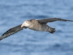 A giant petrel in Antactica.