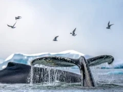 Humpback whale with tail fluke, in Antarctica.