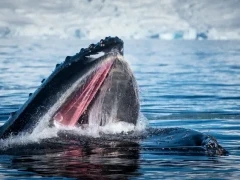 A humpback whale in Antarctica.