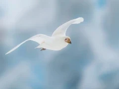 A snowy sheathbill in Antarctica.