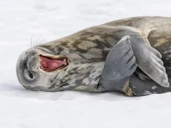 A weddell seal in Antarctica.