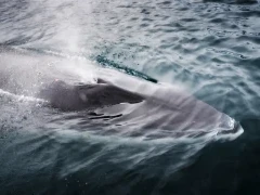 An Antarctic minke whale surfacing.