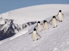 Adelie penguins coming down a hill in Antarctica.