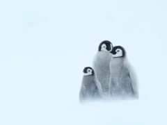 Group of emperor chicks huddling together, in Antarctica.