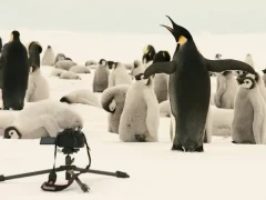Camera remotely in position by a colony of emperor penguins.