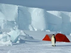 Penguin walking through a camping site.