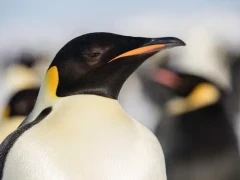 Close-up of the iconic emperor penguin.