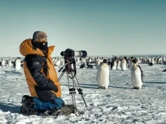 Photographer observing an emperor penguin colony.