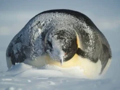 Emperor penguin lying in the snow, complete with snow dusting on top.