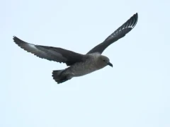 Skua in flight.