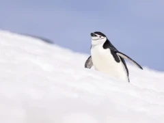 Chinstrap penguin in Antarctica.