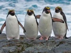 Four macaroni penguins in Antarctica.