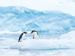 A pair of gentoo penguins in Antarctica.