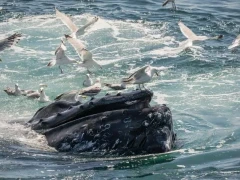 Humpback whale bubblenet feeding in Antarctica.