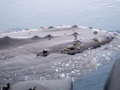 Close up of a humpback whale in Antarctica.