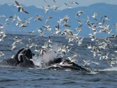 Humpback whale feeding in Antarctica.